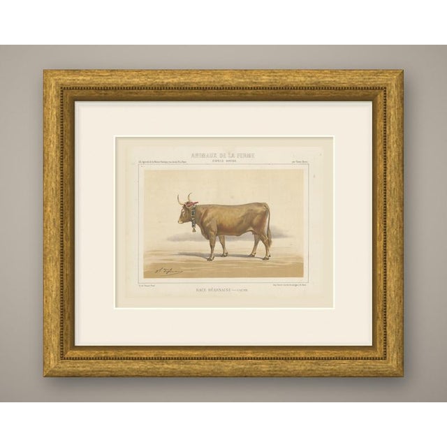 This is an original antique chromolithograph, printed in color from several lithographic stones, from victor borie's...