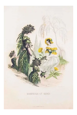 Scabieuse et Souci - Les Fleurs Animées Vol.II - Litho by J.J. Grandville - 1847 1847