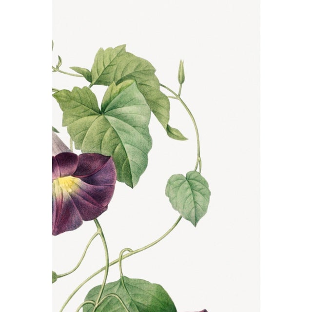 Purple Star-Glory Morning-Glory, Vintage Botanical Art Print Reproduction by Pierre-Joseph Redouté, 16" X 24" For Sale - Image 8 of 10