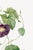 Purple Star-Glory Morning-Glory, Vintage Botanical Art Print Reproduction by Pierre-Joseph Redouté, 16" X 24" For Sale - Image 8 of 10