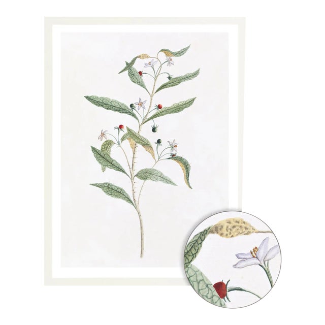 DESCRIPTION From the curated collection of Celerie Kemble for Ornis Gallery, these 18th Century Australian Botanicals are...