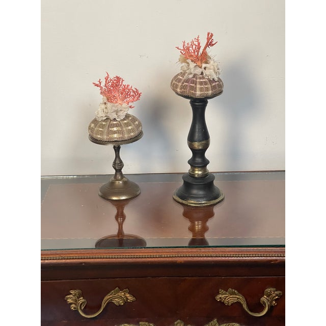 1970s Pair Ted Mediterranean Coral Branches on Urchins Assemblage For Sale - Image 4 of 7