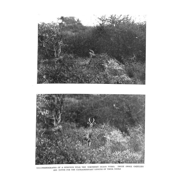 "Camera Adventures in the African Wilds" 1910 Dugmore, A. Radclyffe f.r.g.s. For Sale - Image 9 of 10