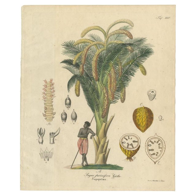 Antique Sago Palm Botanical Print, 1831 For Sale - Image 10 of 10