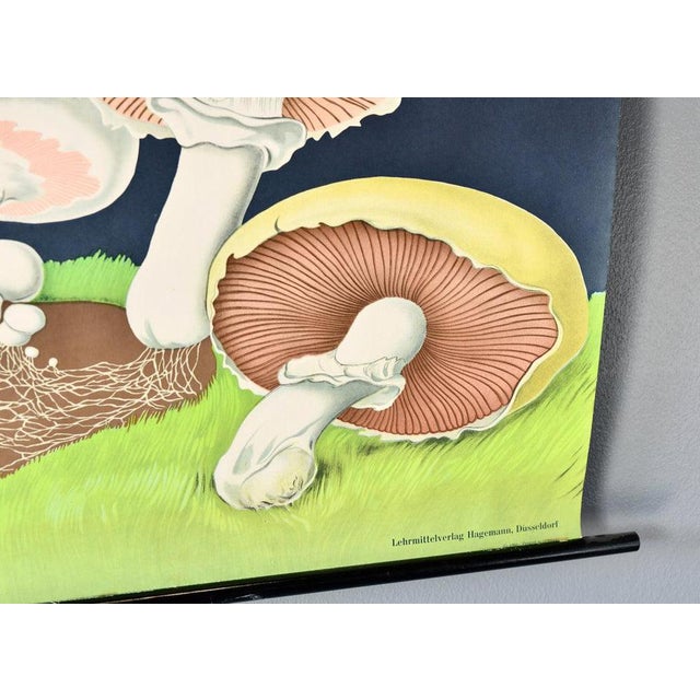 Wall Chart of the Mushroom by Jung-Koch-Quentell, 1950s For Sale - Image 3 of 8