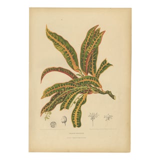 Berthe Hoola van Nooten, Garden Croton (Joseph's Coat), 1880, Chromolithograph For Sale