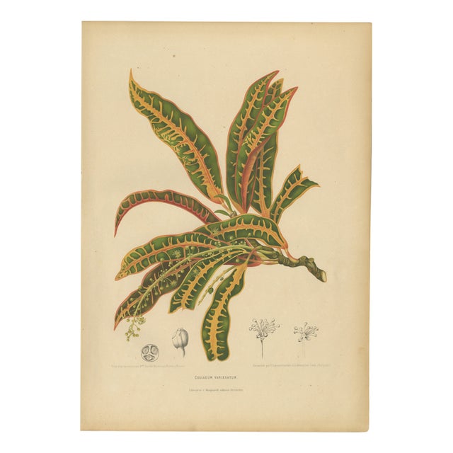 Berthe Hoola van Nooten, Garden Croton (Joseph's Coat), 1880, Chromolithograph For Sale