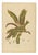 Berthe Hoola van Nooten, Garden Croton (Joseph's Coat), 1880, Chromolithograph For Sale
