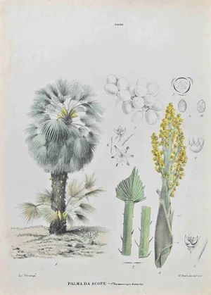 Vincenzo Tenore, Broom Palm, Lithograph, 1870s