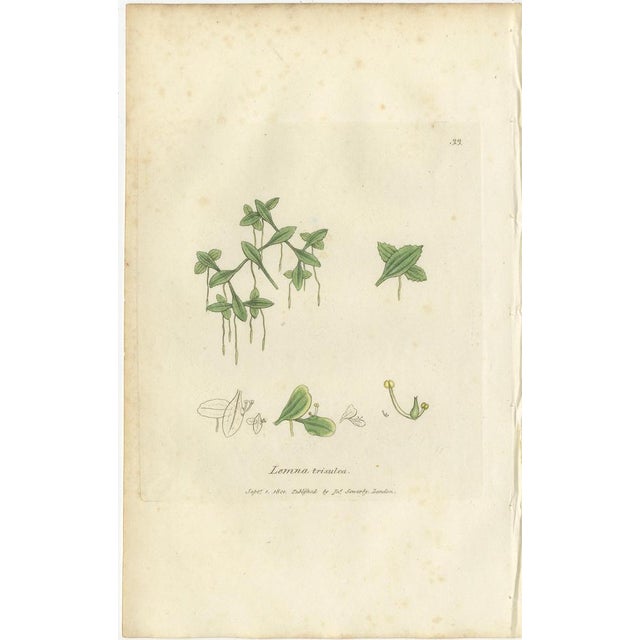 Set of 8 Antique Botanical Engravings of Duckweed and Valerian Species, c.1830 This attractive set of eight antique...