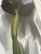 Paper Georgia O’Keeffe (1887-1986), Dark Iris I, 1927, Copyright 1999- G.O’Keeffe/SOFAM Belgique Editions Pierre D’ Harville, Printed in Italy For Sale - Image 7 of 9