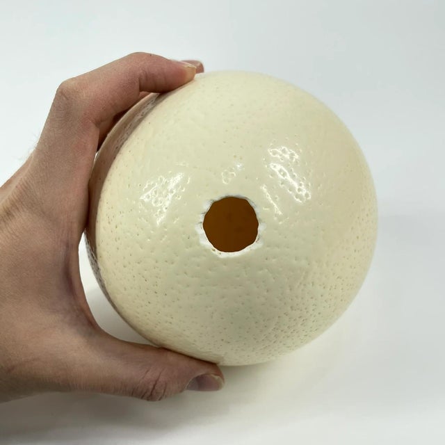 Early 20th Century Early 20th Century Ostrich Egg Shell Natural For Sale - Image 5 of 6
