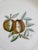 Late 20th Century Bidasoa Spain Fruit Motif Salald or Dessert Plates - Set of 5 For Sale - Image 5 of 11