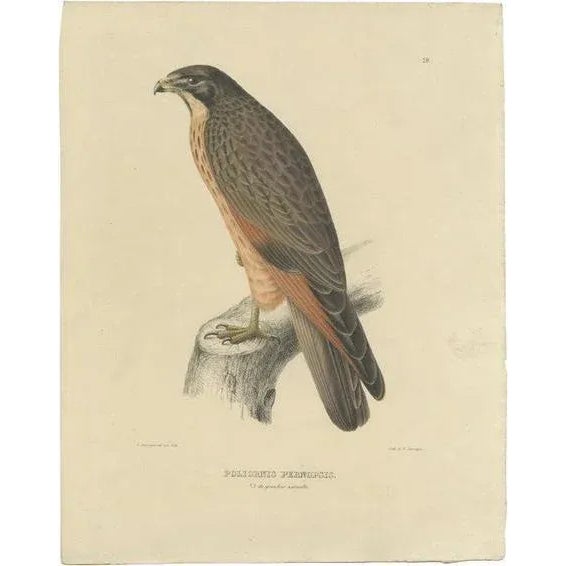 Severeyns, Grasshopper Buzzard, 1850, Paper For Sale - Image 5 of 5