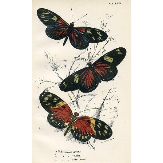 A pair of original antique Butterfly prints from a natural history folio published in England in the late-1800s. Among the...