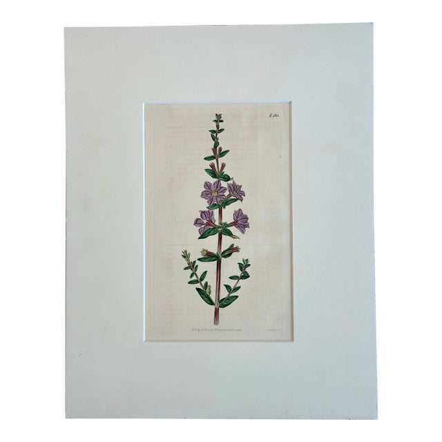 Antique Winged Loosestrife Botanical Engraving by Curtis, 1816 For Sale