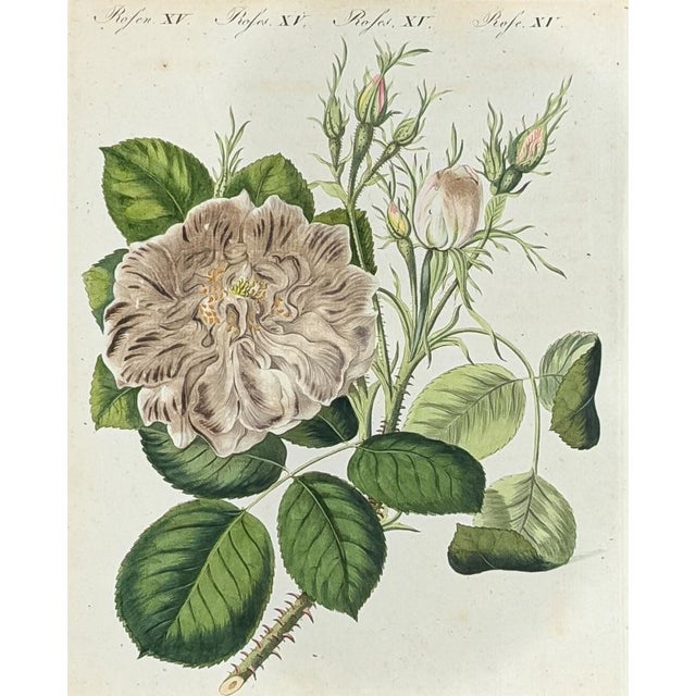 Hand-Colored Rose Engraving, 1805 | Bertuch Antique Botanical Print For Sale In Columbus - Image 6 of 7