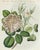 Hand-Colored Rose Engraving, 1805 | Bertuch Antique Botanical Print For Sale In Columbus - Image 6 of 7
