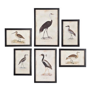 Waterfowl Gallery, Set Of 6 For Sale