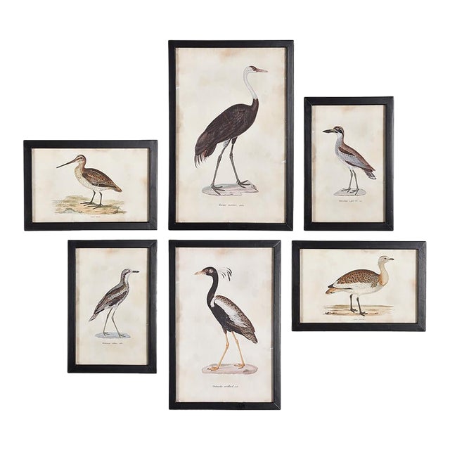 Waterfowl Gallery, Set Of 6 For Sale
