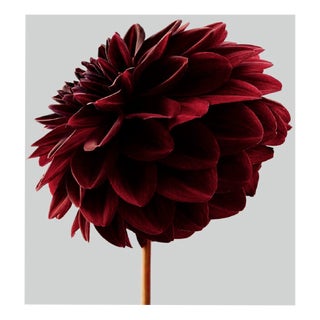 Philip Gatward, Dahlia 1, Archival Pigment Print For Sale