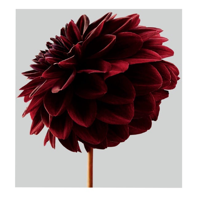 Philip Gatward, Dahlia 1, Archival Pigment Print For Sale