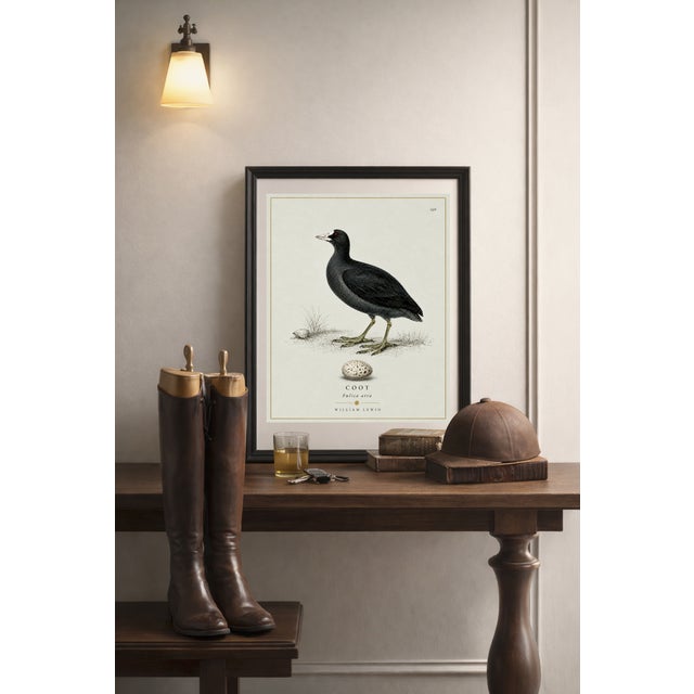 William Lewin 1789 Waterbirds Fine Art Gallery Board Print - The Coot For Sale - Image 4 of 12