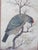 A Barbet Persian Mughal Empire Blue Throated Bird Script Print For Sale In Portland, OR - Image 6 of 7