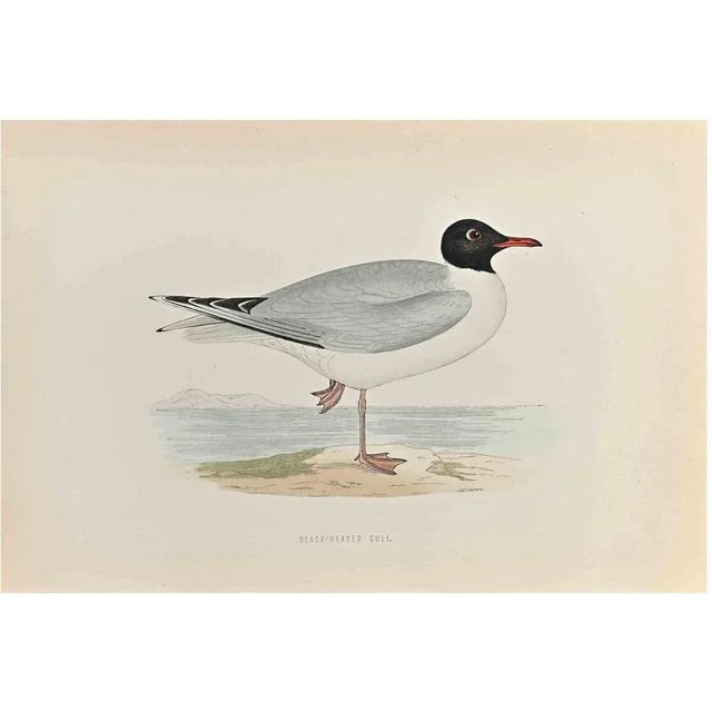 Black- Headed Gull is a modern artwork realized in 1870 by the British artist Alexander Francis Lydon (1836-1917) ....