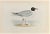 Black- Headed Gull is a modern artwork realized in 1870 by the British artist Alexander Francis Lydon (1836-1917) ....