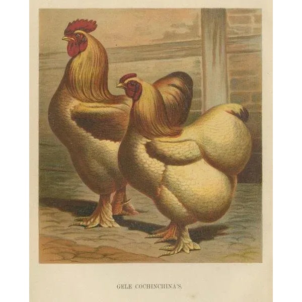 Volschau, Golden Cochinchina, Lithograph, 1888 For Sale - Image 3 of 10