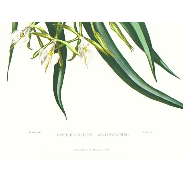 Realism Large 1973 Orchid Flower Lithograph "Epidendrum Aloifolium" (Aloe-Leaved Epidendrum) After James Bateman For Sale - Image 3 of 6