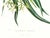 Realism Large 1973 Orchid Flower Lithograph "Epidendrum Aloifolium" (Aloe-Leaved Epidendrum) After James Bateman For Sale - Image 3 of 6