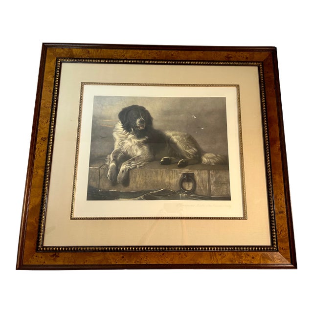 Vintage 1990's Sir Edwin Landseer Dog Engraving Reproduction, Large Burlwood Frame For Sale