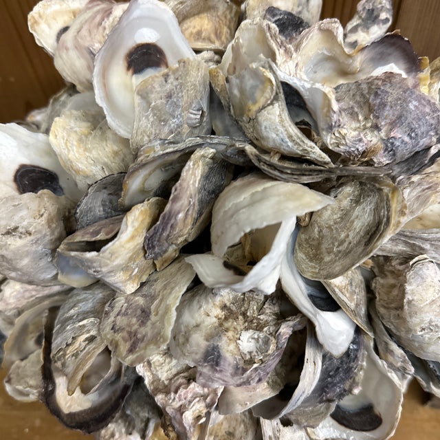 Large oyster shell ball. A wonderful fun piece of repurposed whimsy. 11” x 11”