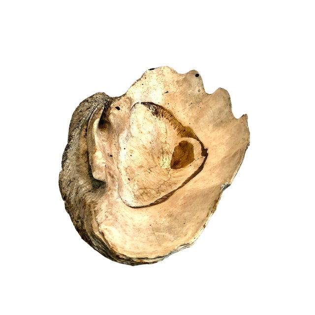 Early 20th Century Giant Natural Fossilized Clam Shell For Sale - Image 5 of 9