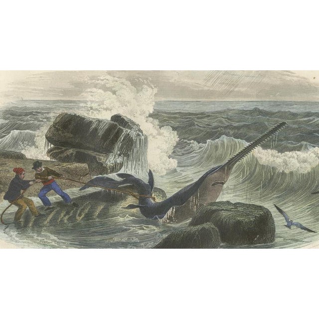 Mid 19th Century After Édouard Traviès, Le Squale Scie (Sawfish), 1840, Hand-Colored Engraving For Sale - Image 5 of 9