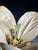 German Botanical Flower Model, late 19th / early 20th century. Enlarged teaching model of a flower in papier-mâché and...
