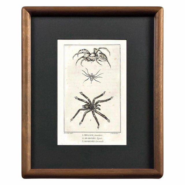 Early 19th Century Cabinet of Curiosities, Set of 9 | Buffon Natural History Engravings of Spiders, Insects & Reptiles For Sale In Columbus - Image 6 of 11