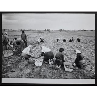Potato Harvest Postwar, 1950s For Sale