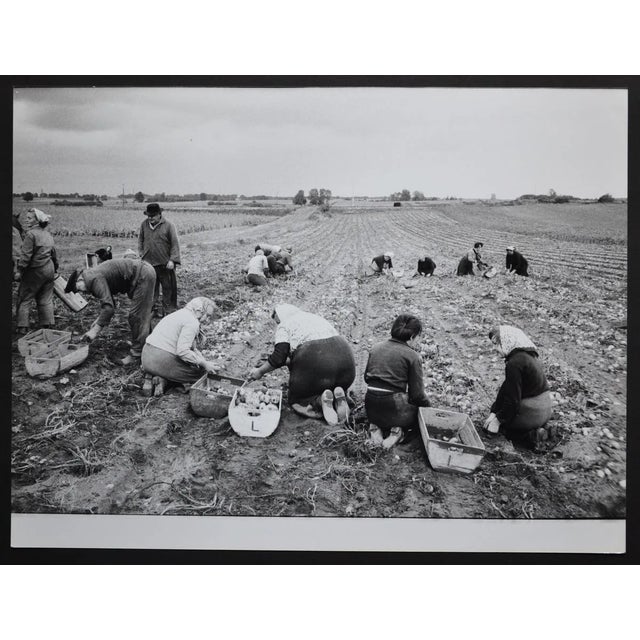 Potato Harvest Postwar, 1950s For Sale
