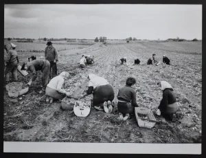 Potato Harvest Postwar, 1950s