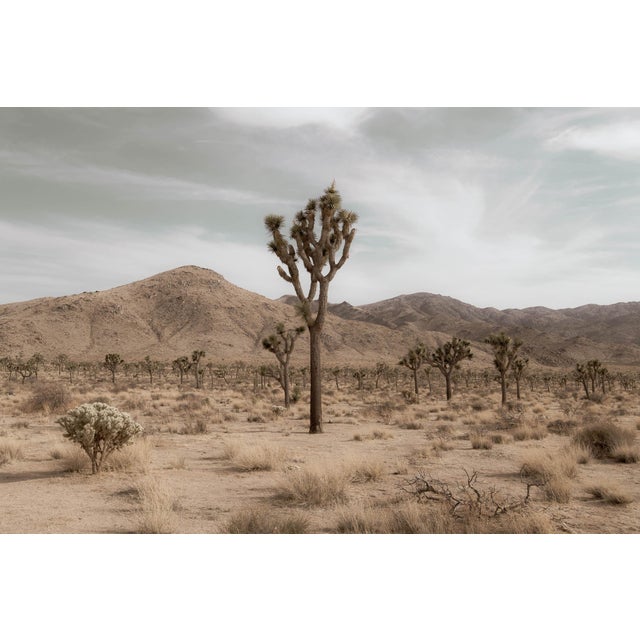 Desert Evening, Contemporary Landscape Photograph For Sale