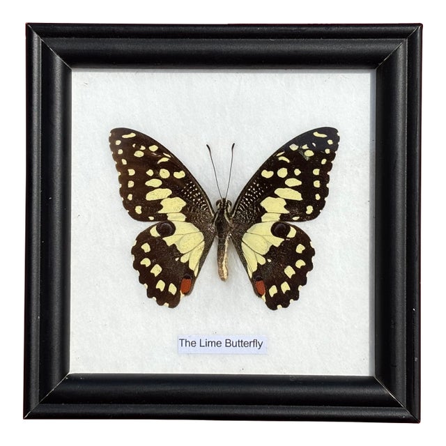 Mid 20th Century The Lime Butterfly - Beautiful and Immaculate Authentic Specimen in Gallery Frame For Sale
