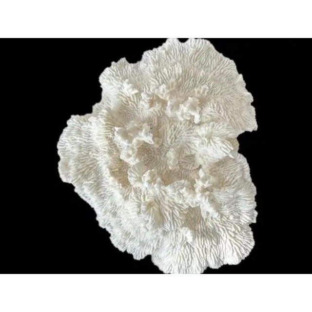 Late 20th Century Natural White Coral Reef Specimen #7 For Sale - Image 5 of 10