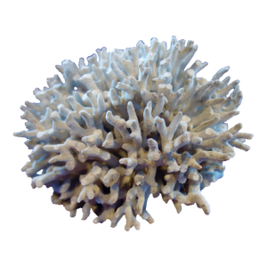 Birdsnest Coral