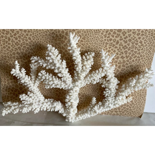 Coastal Vintage Specimen Branch Coral For Sale - Image 3 of 3