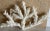 Coastal Vintage Specimen Branch Coral For Sale - Image 3 of 3