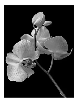 Ian Sanderson, Orchid Archival Pigment Print, 1991, Oversize Black and White Photography