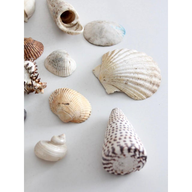 Vintage Collected Seashell Collection For Sale - Image 11 of 17